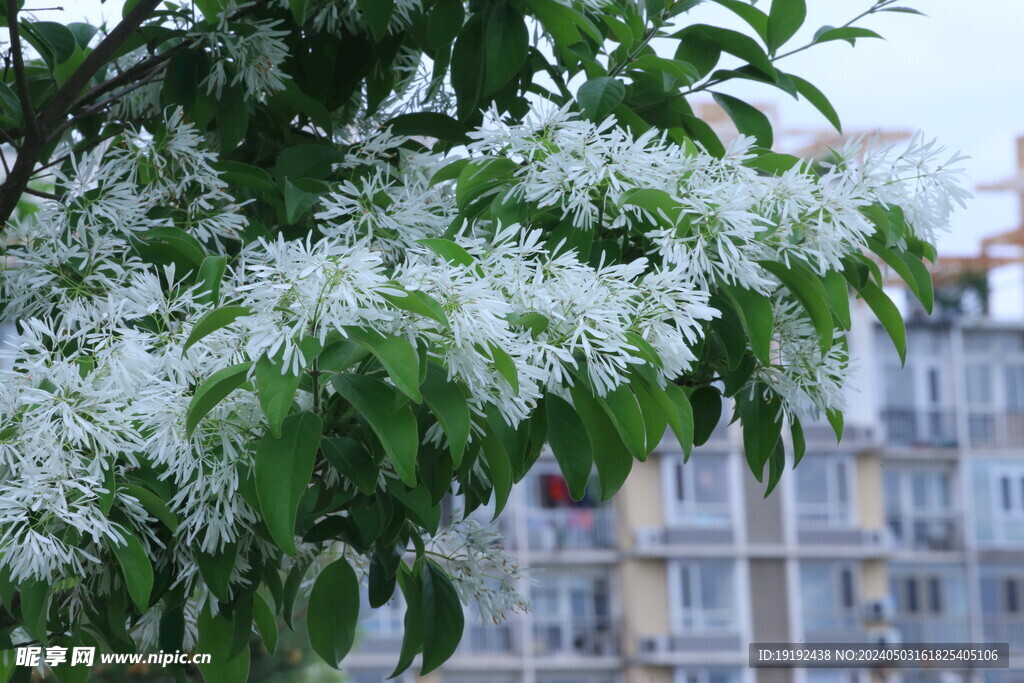 流苏树花 