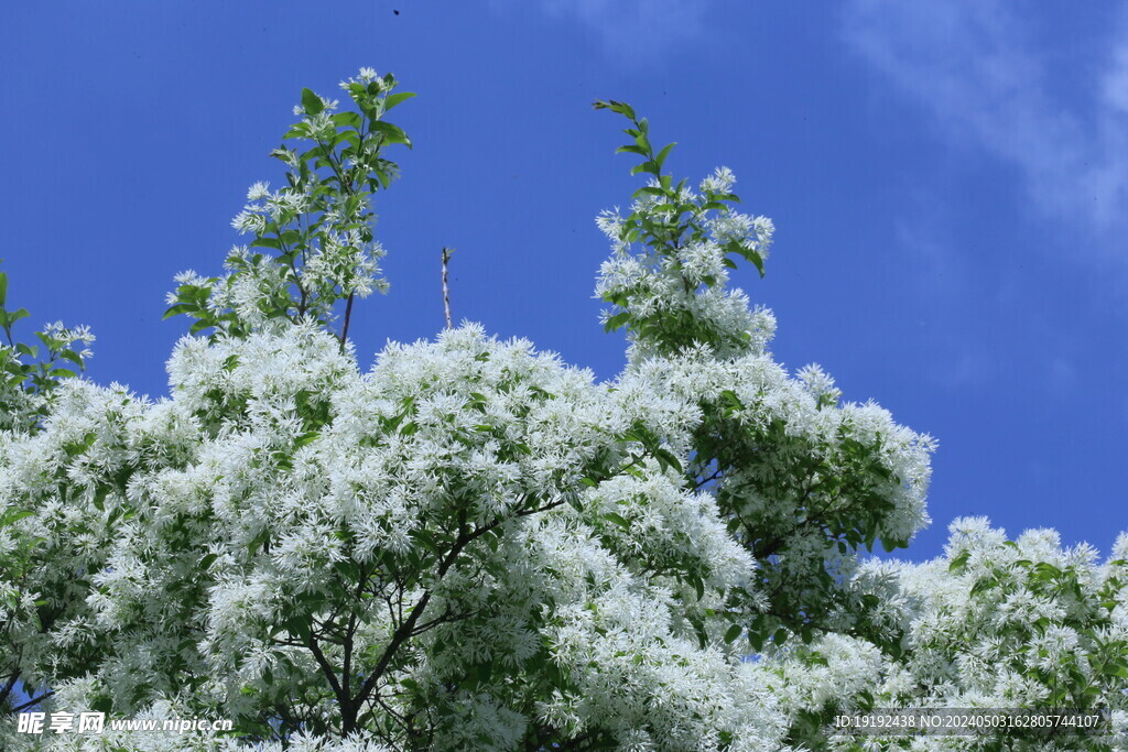 流苏树花 