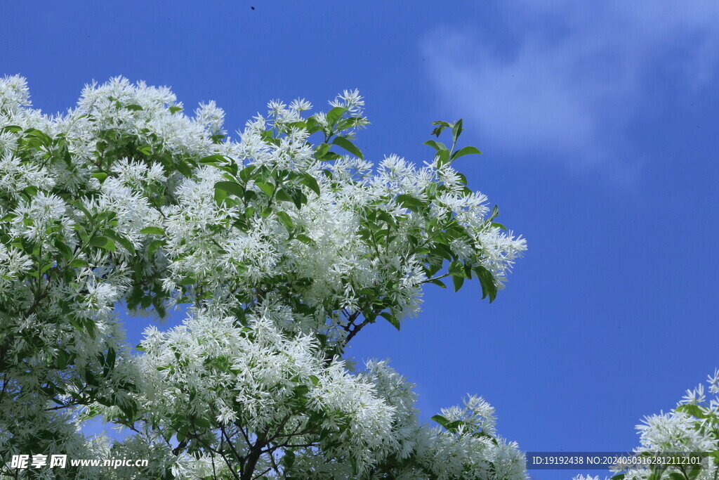 流苏树花  