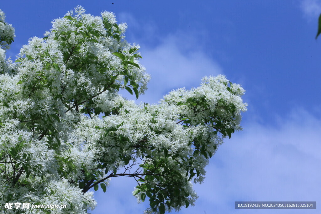 流苏树花 