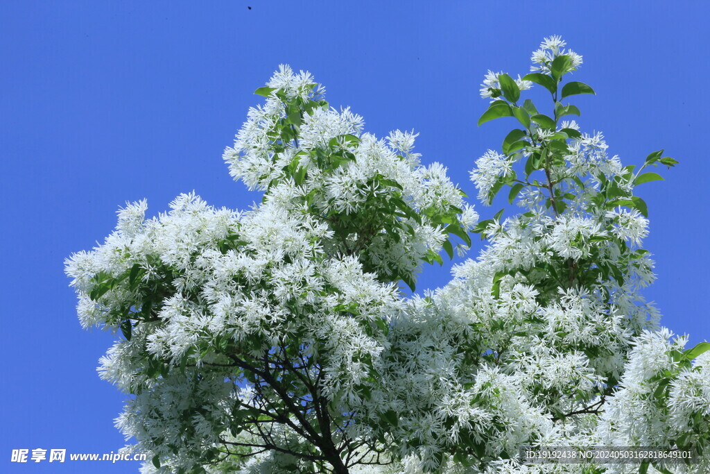 流苏树花