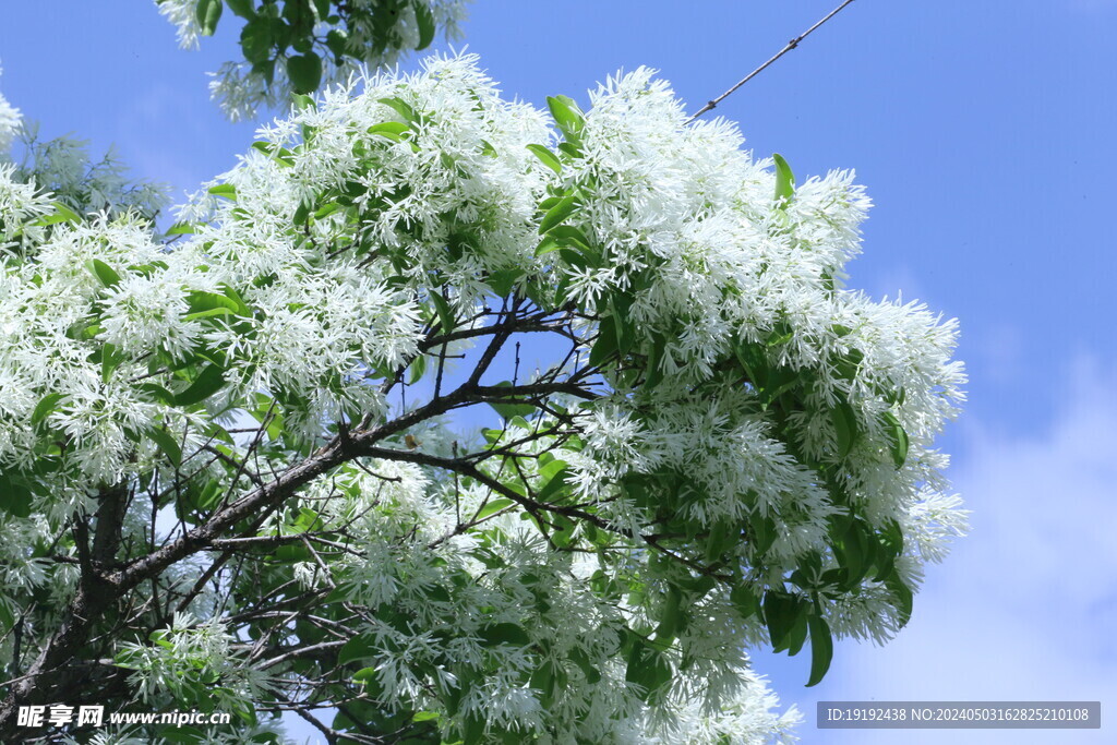 流苏树花 