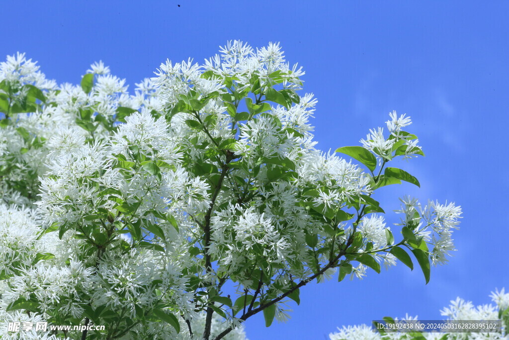 流苏树花