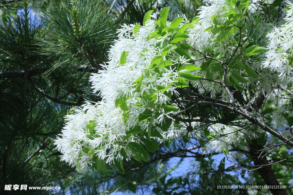 流苏树花