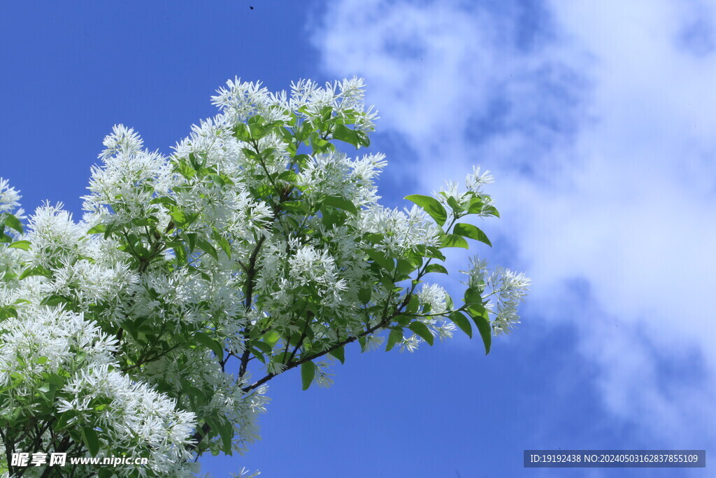 流苏树花