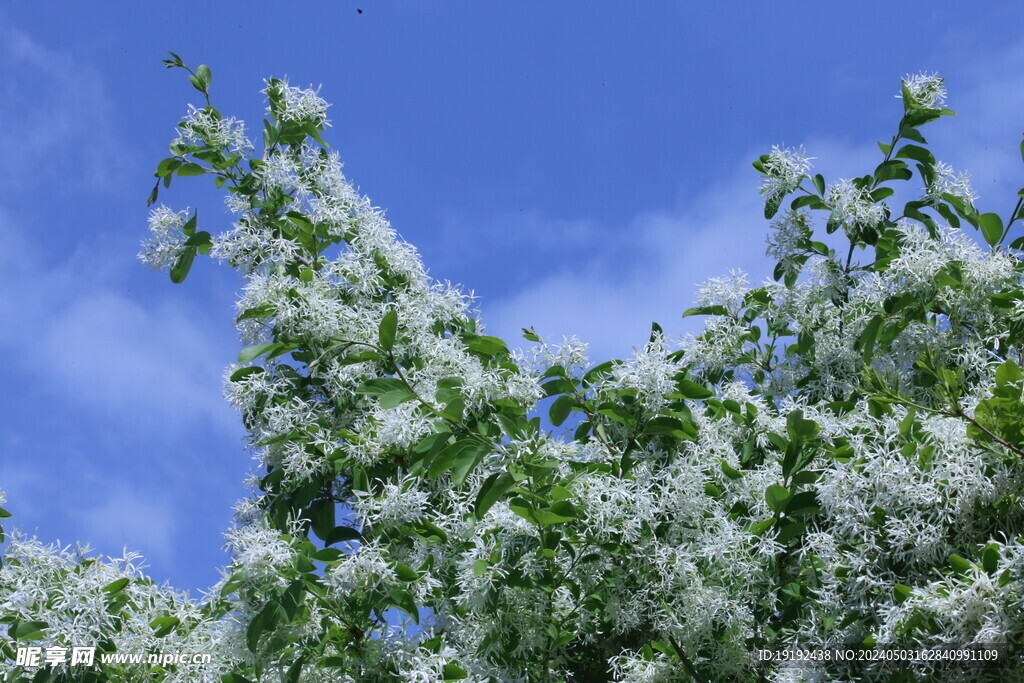 流苏树花 