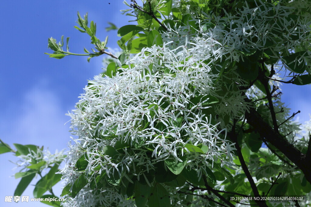 流苏树花