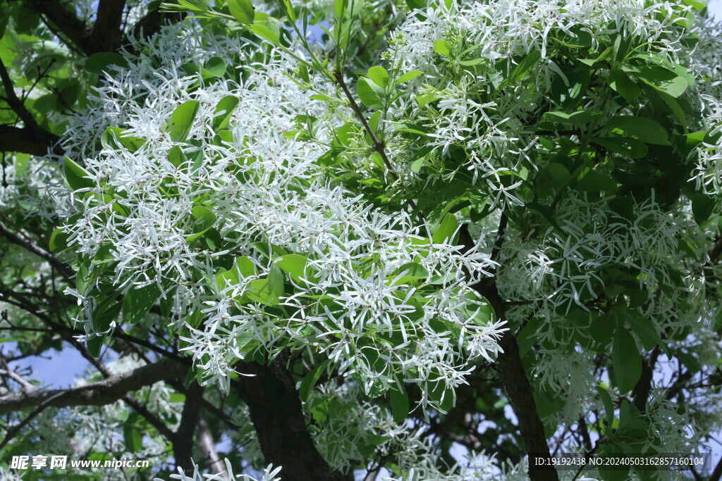 流苏树花