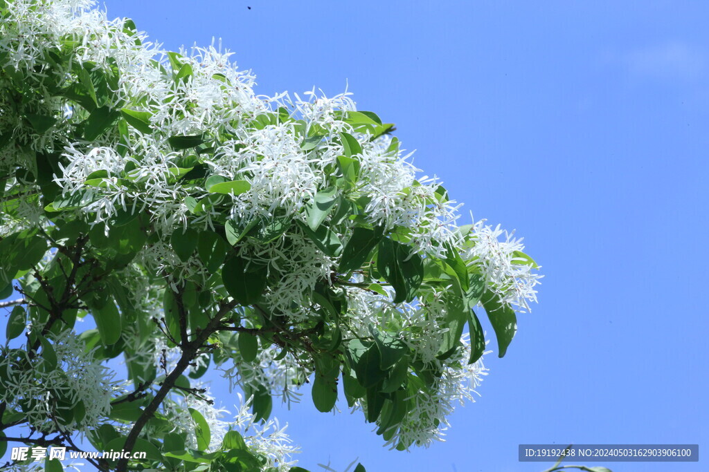 流苏树花 