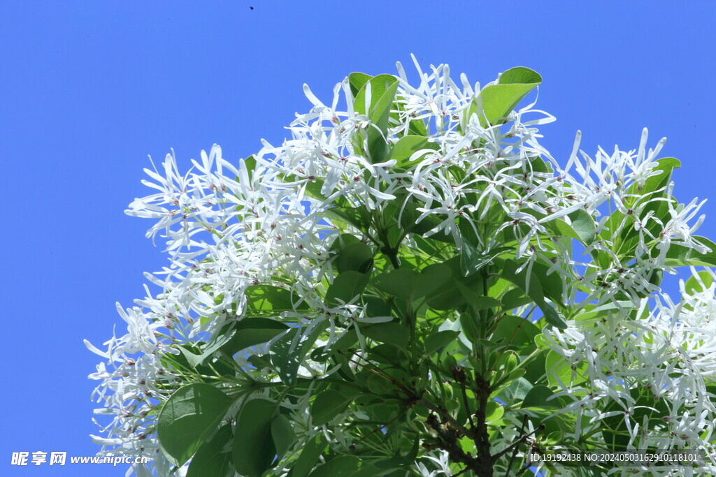 流苏树花