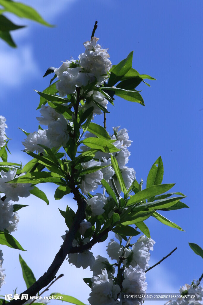 碧桃花 