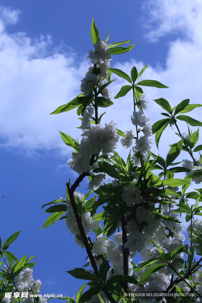 碧桃花 
