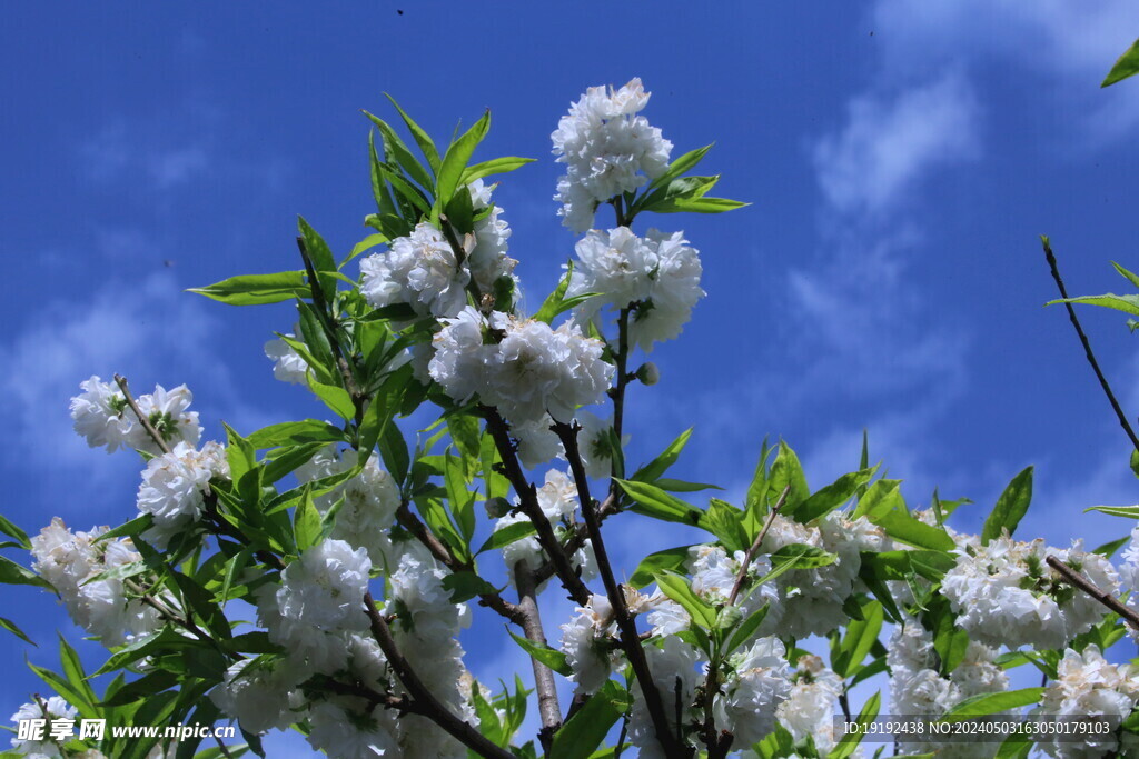 碧桃花   