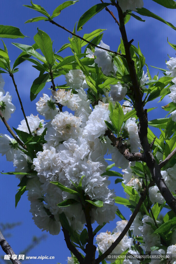 碧桃花  