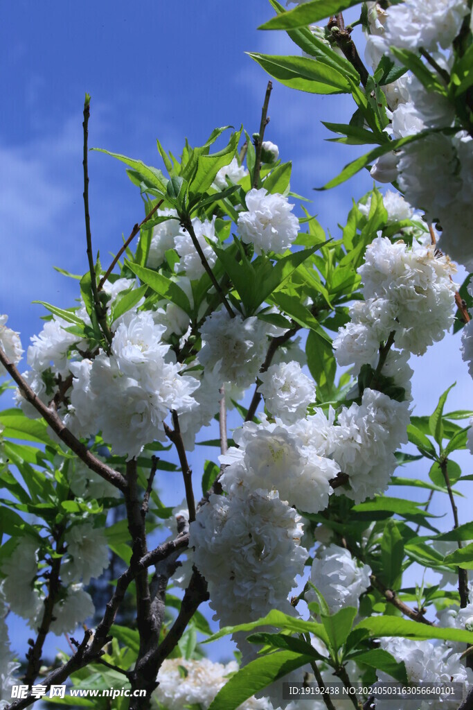 碧桃花   