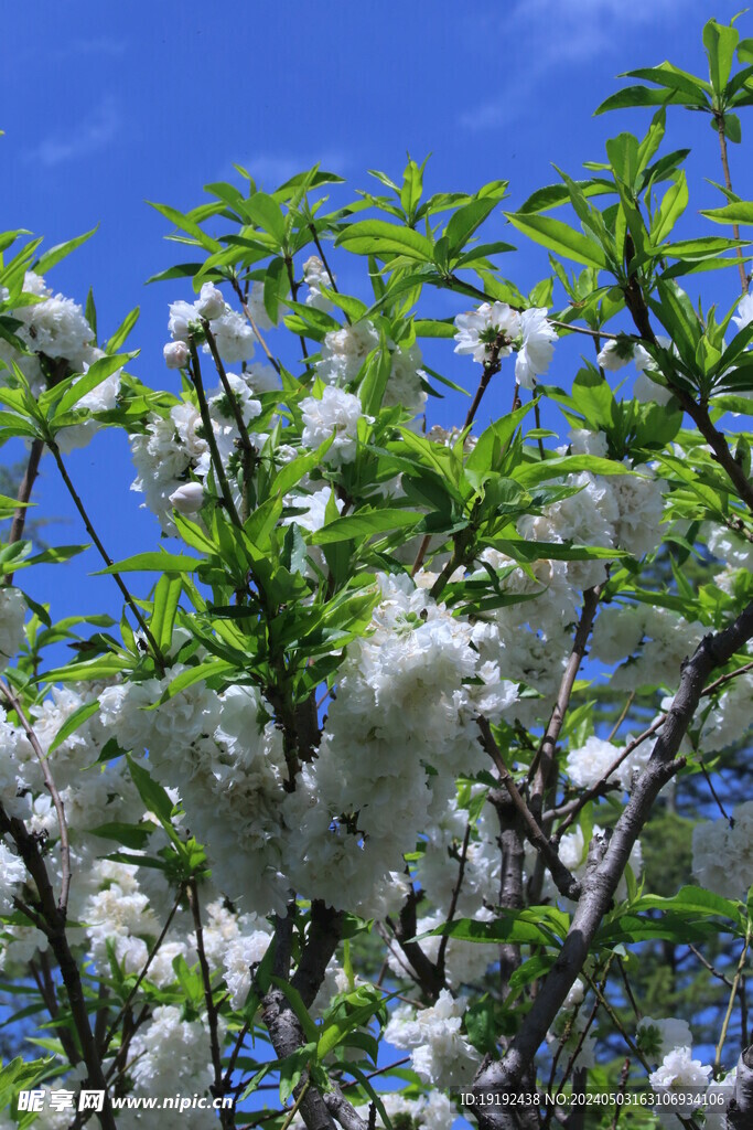 碧桃花  