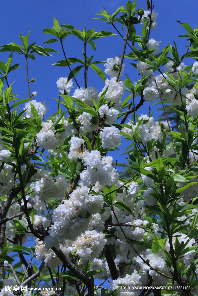 碧桃花 