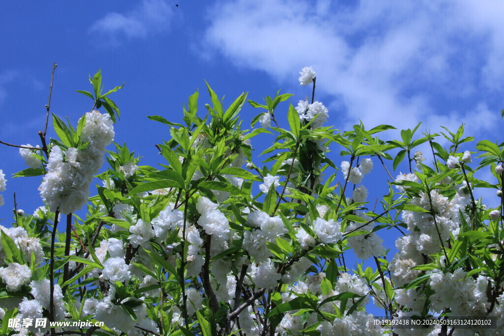 碧桃花  