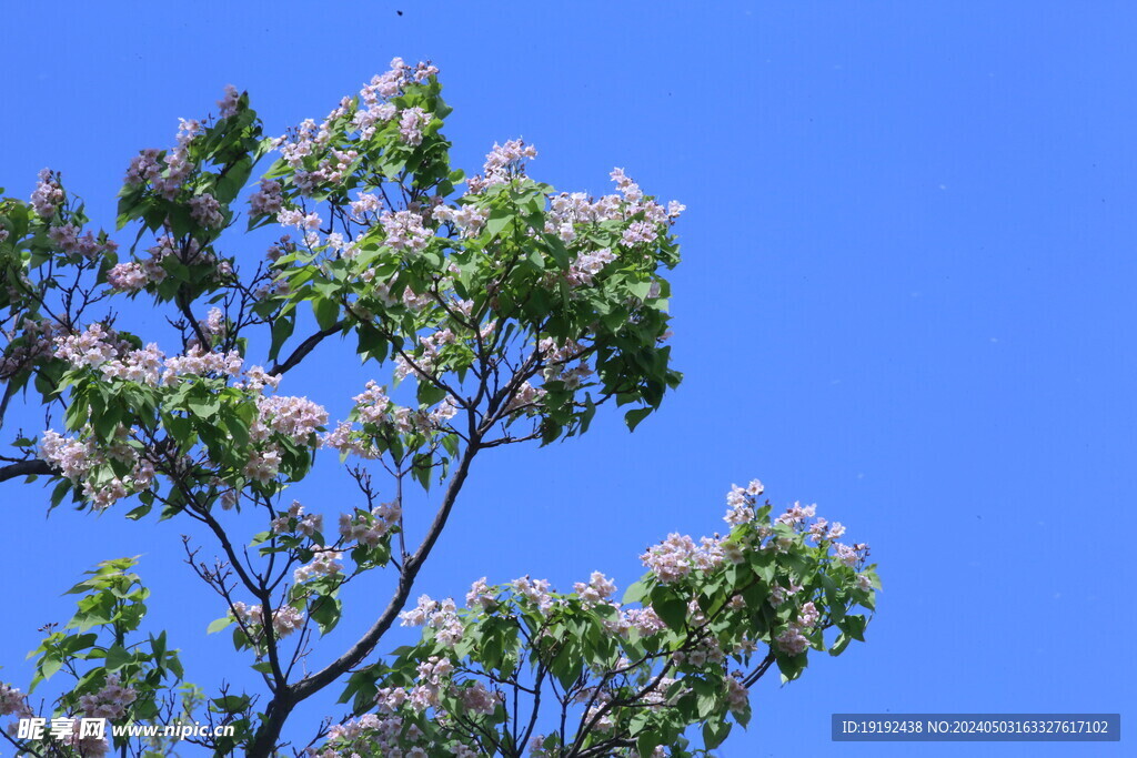 楸树花