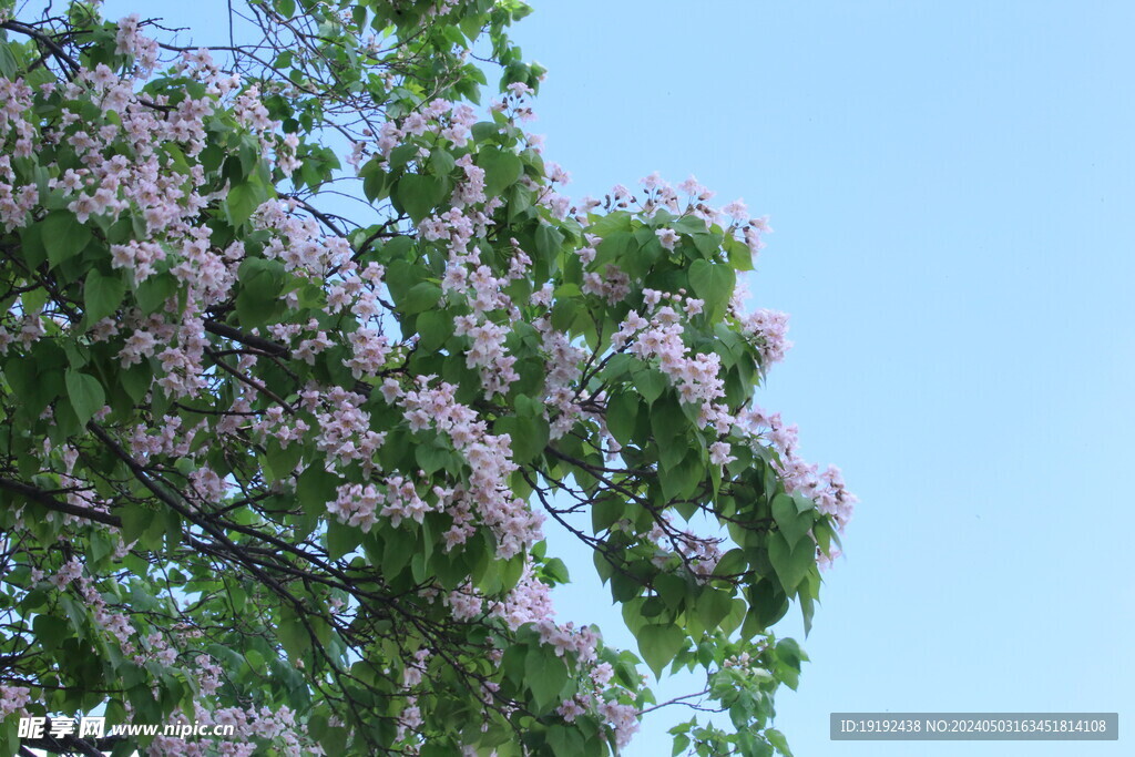 楸树花 