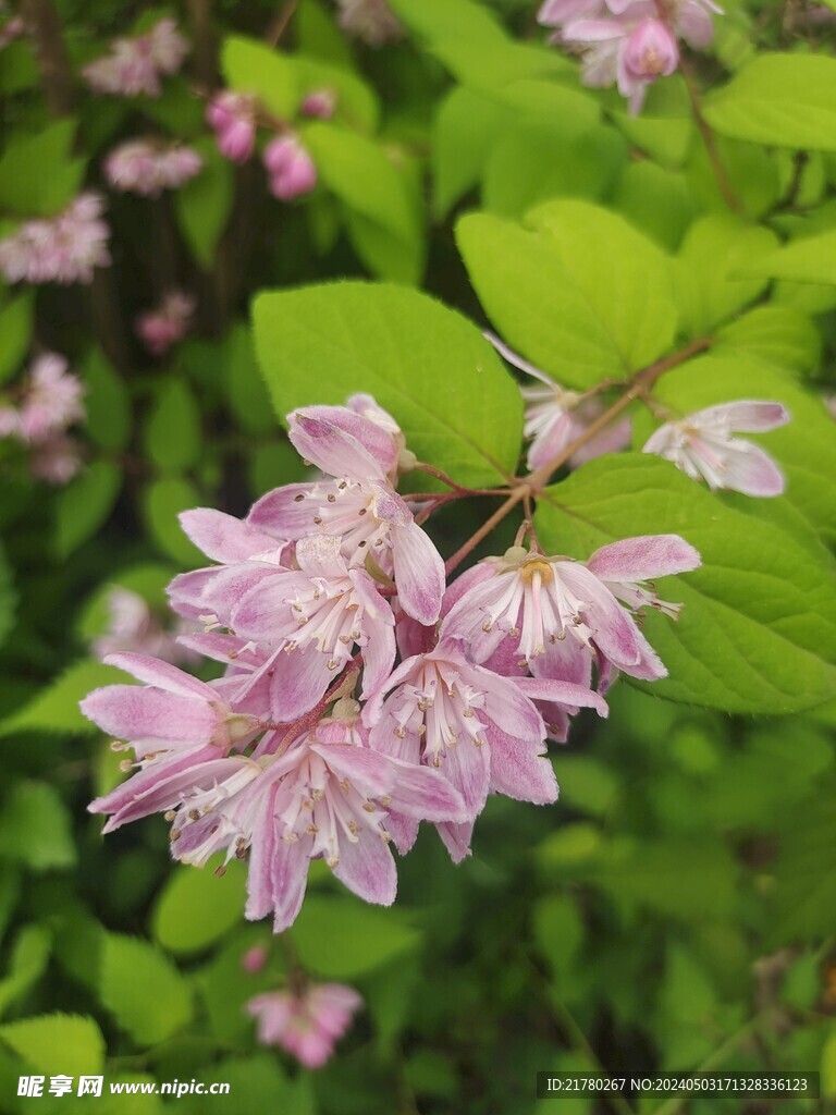 溲疏粉色花