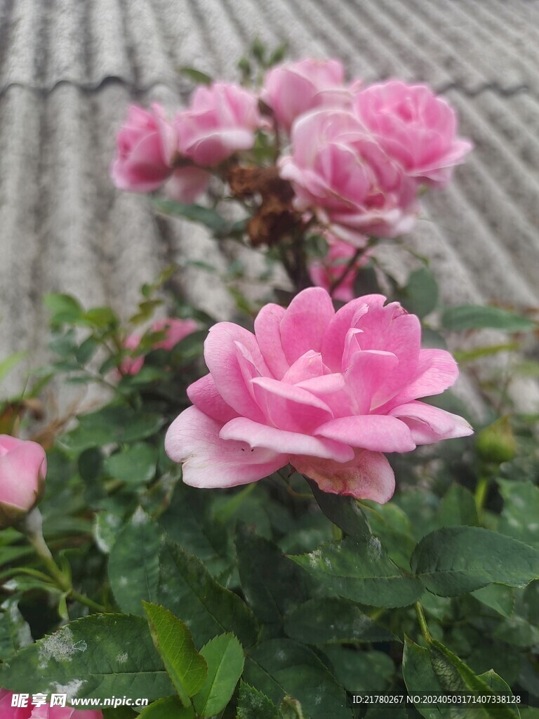 月季花绽放