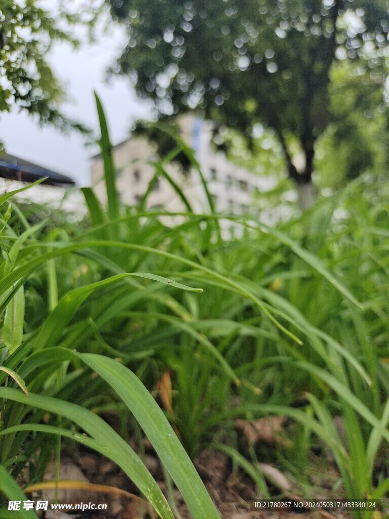 草地上