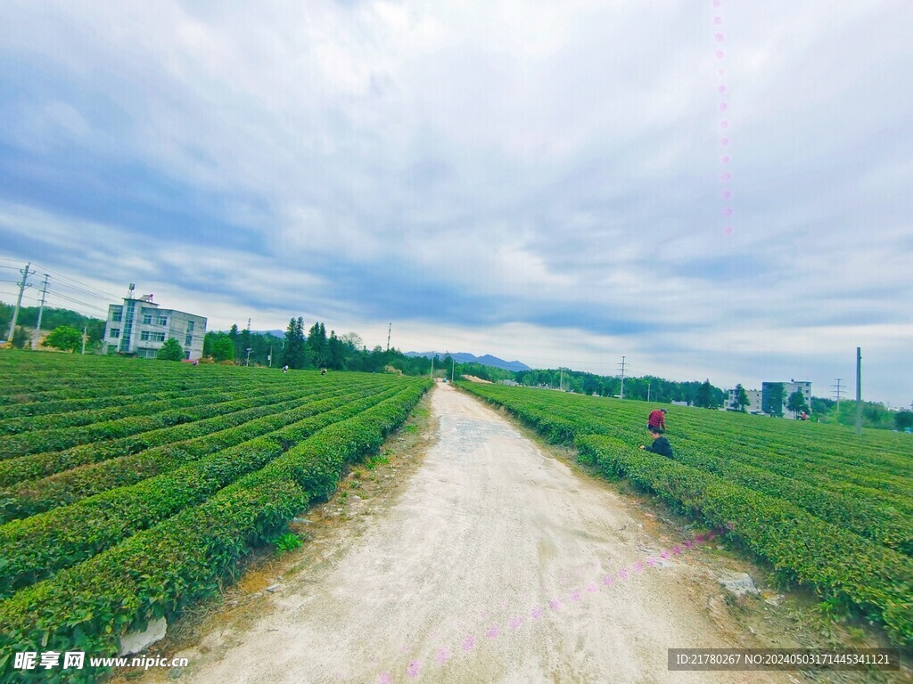 茶山