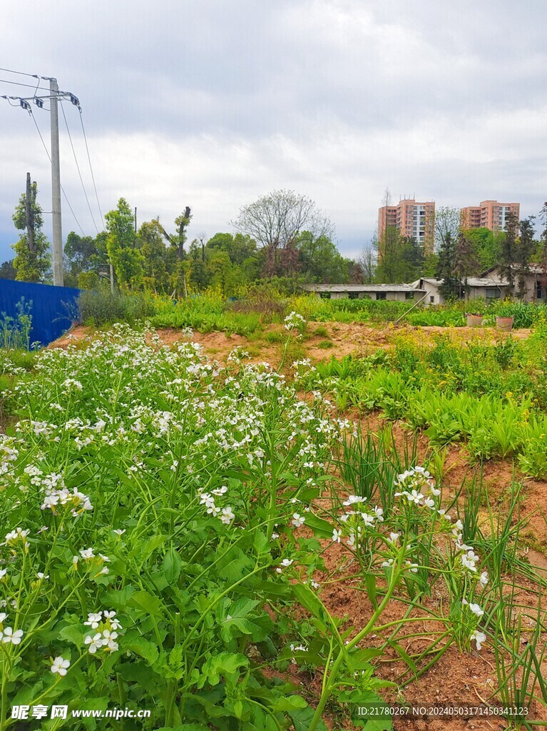 白色菜苔花