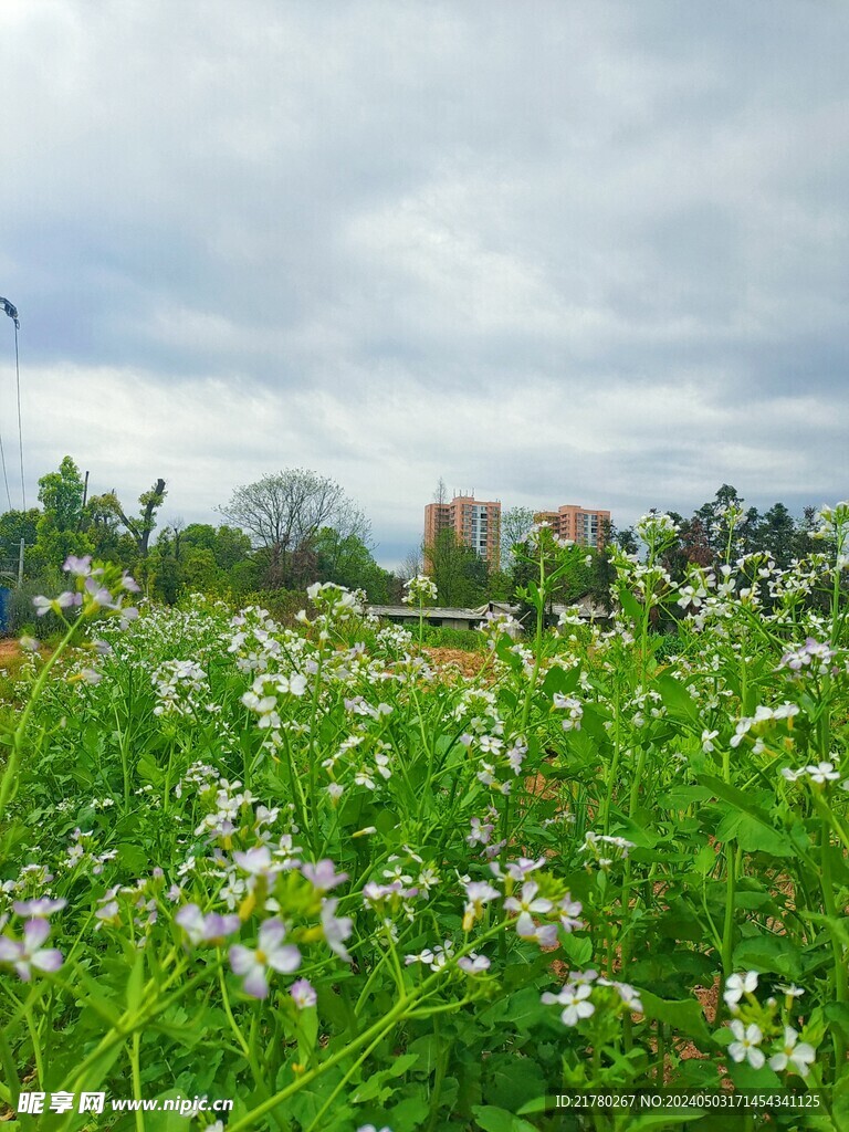 菜苔花