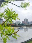 嫩绿新枝