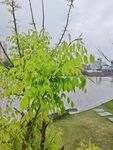 槐树