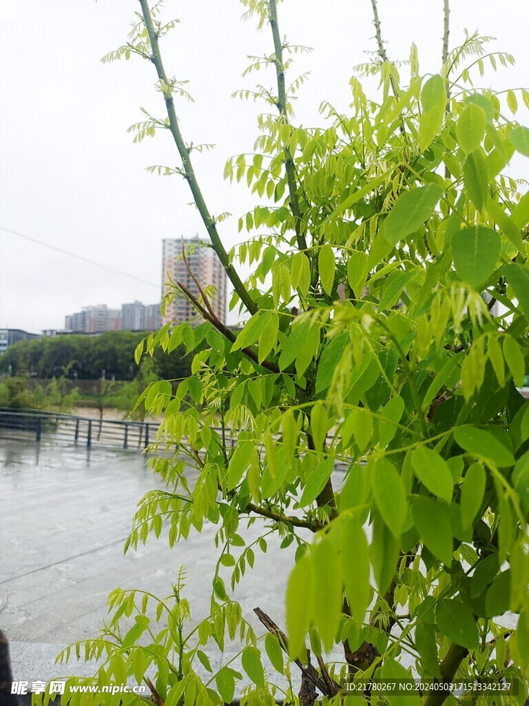 雨后槐