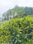 茶叶