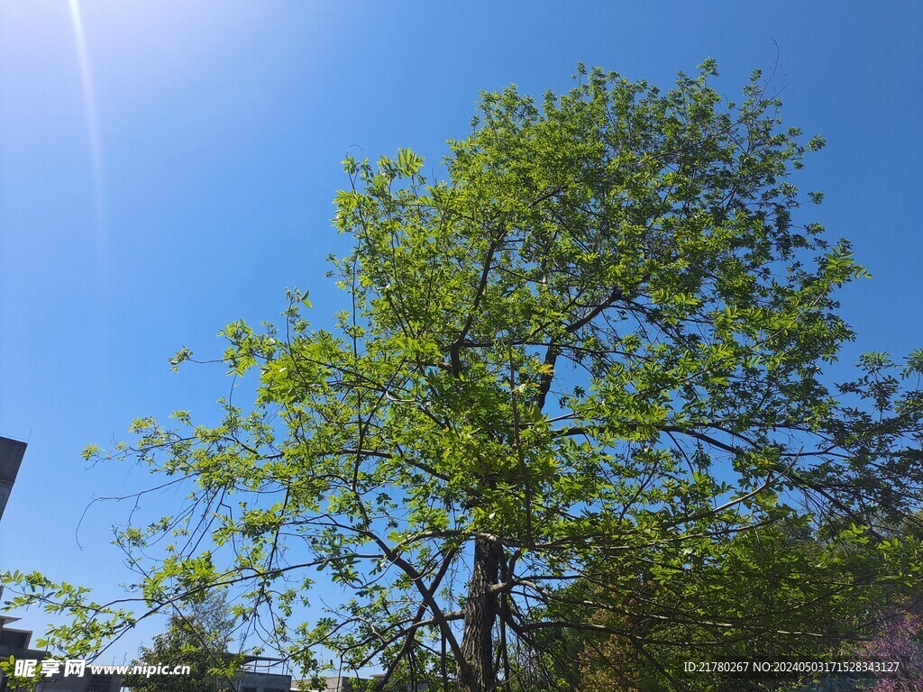 大树