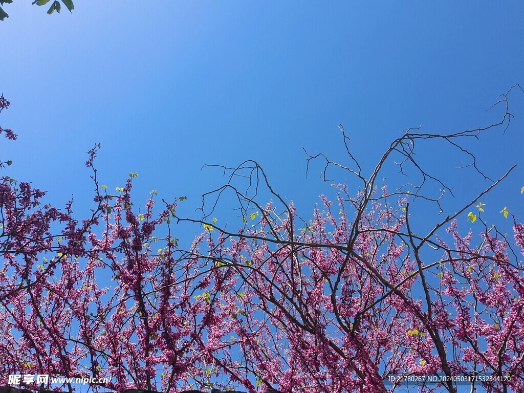 湖北紫荆