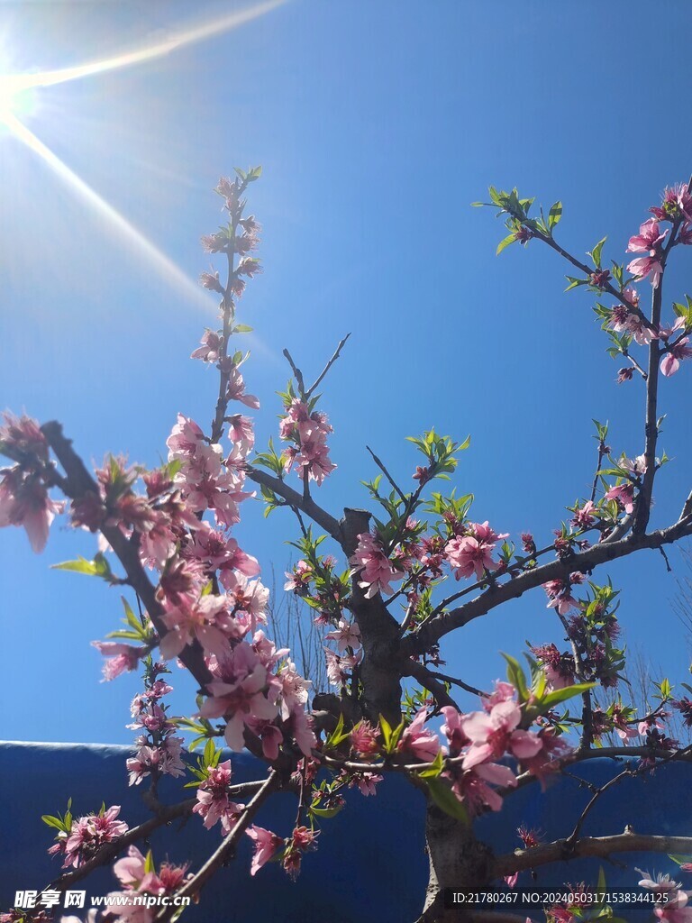 阳光下的桃树