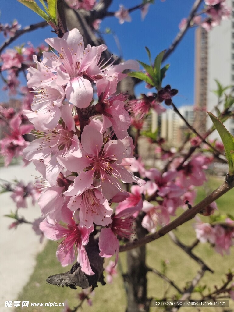 阳光下的桃花