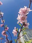 桃花枝