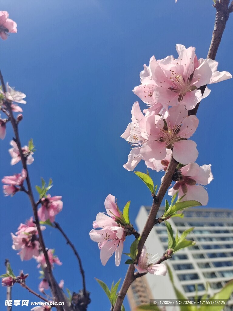 桃花枝