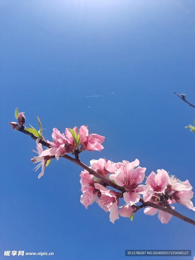 一枝桃花