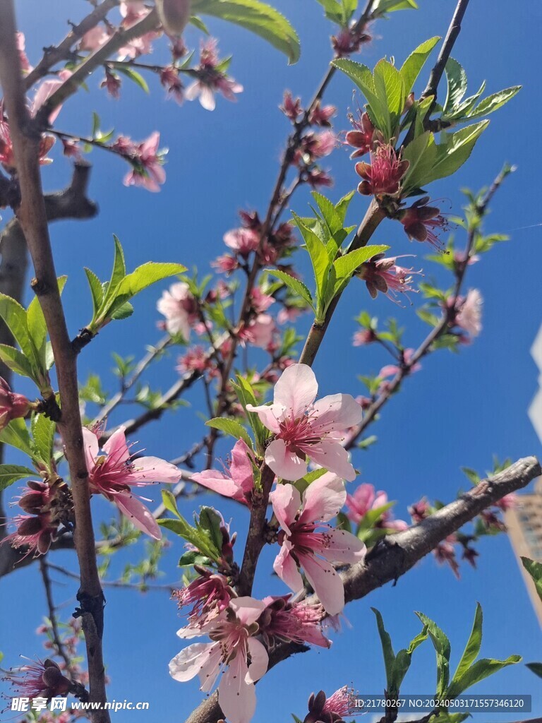 蓝天下的桃花