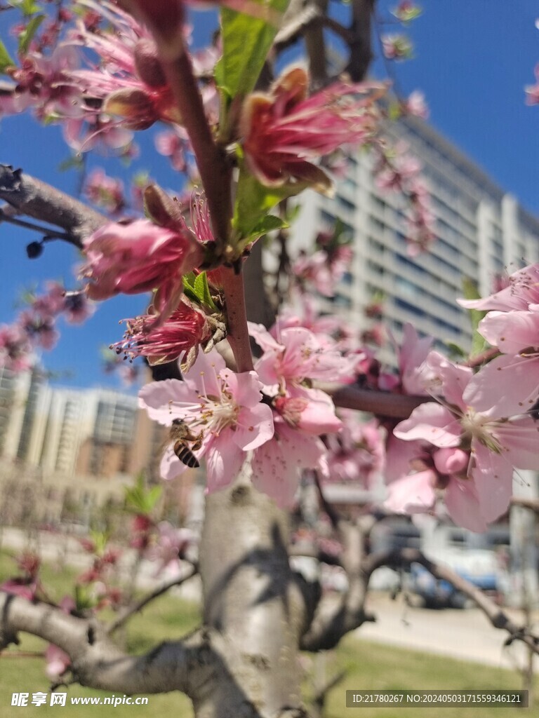 桃树开花