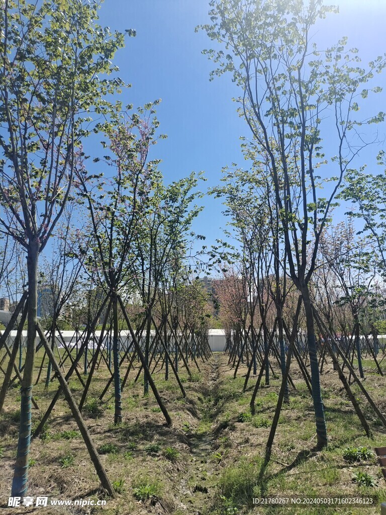 树木