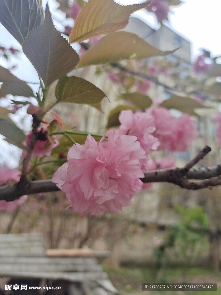 一朵樱花