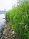 柳树
