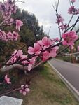 公园桃花