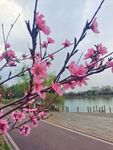 公园桃花