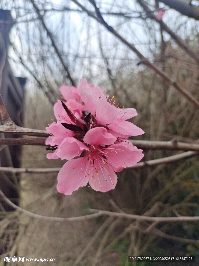 一朵桃花