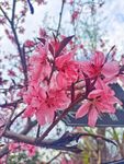 桃花开放